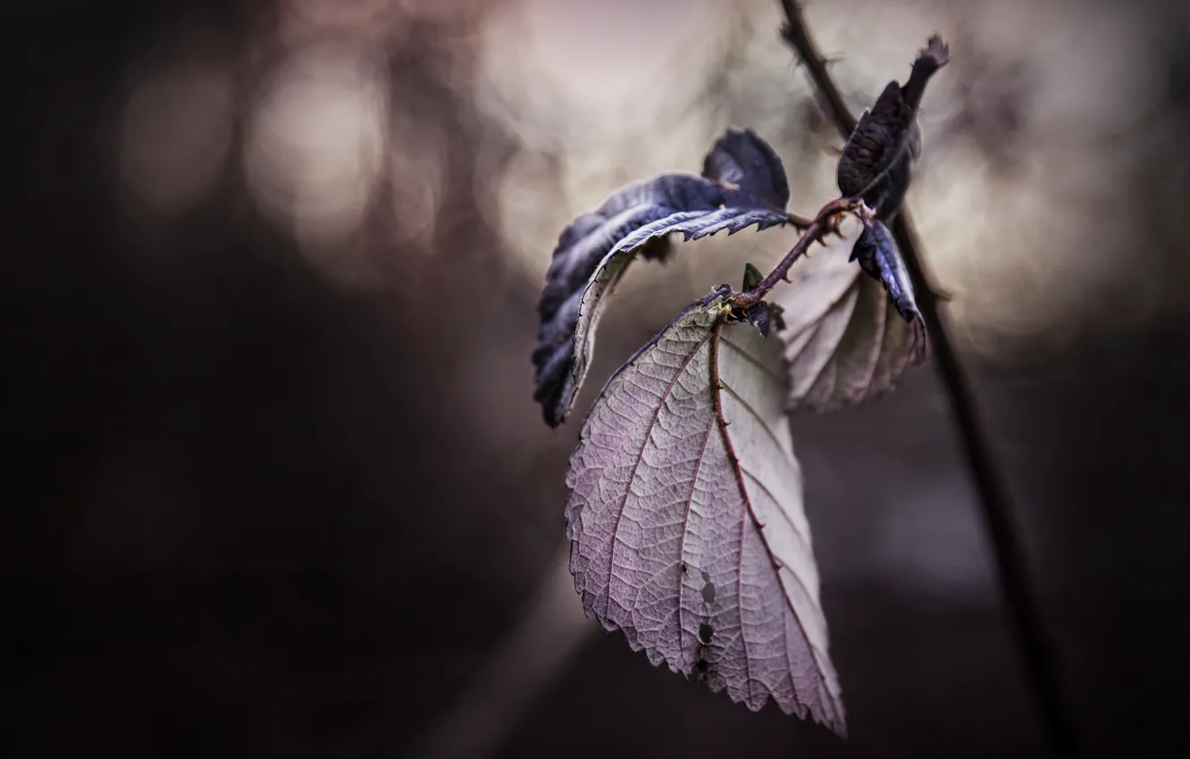 Фото обои листья, природа, фон
