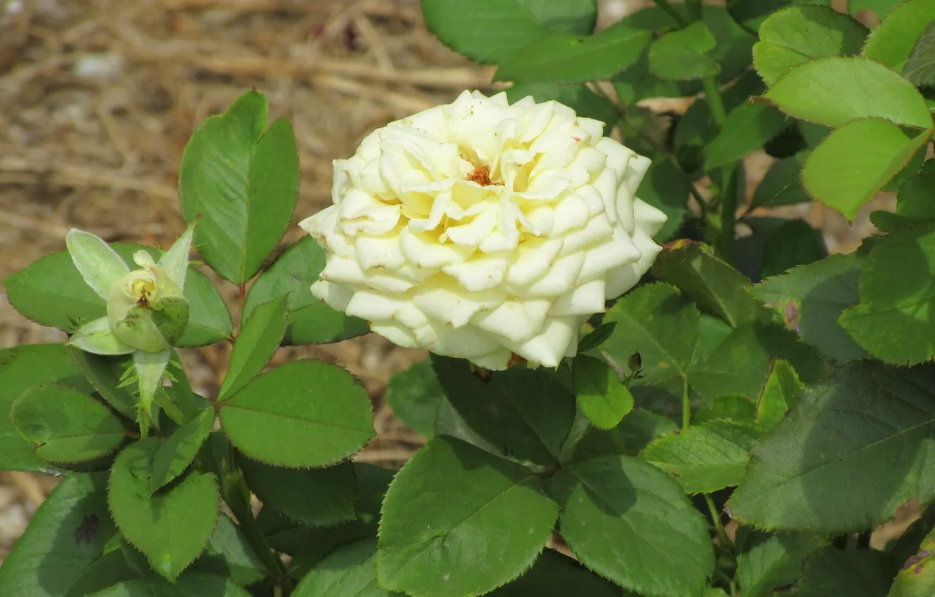 Фото обои листья, розы, кусты, Meduzanol ©, Лето 2018