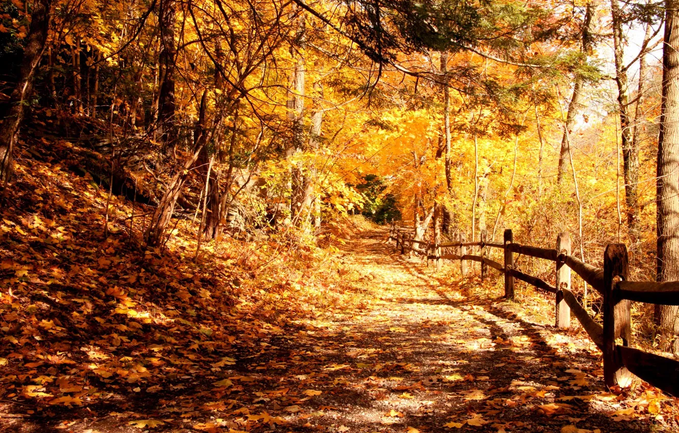 Фото обои свет, деревья, парк, листва, Осень, ограда