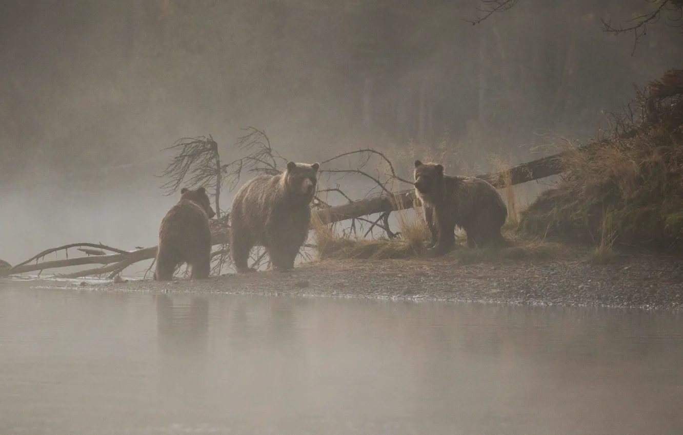 Фото обои река, дерево, утро, медведи, медвежата, медведица, утренний туман, три медведя