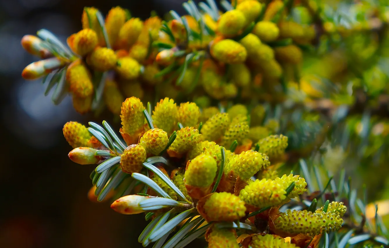 Фото обои spring, pine, twig