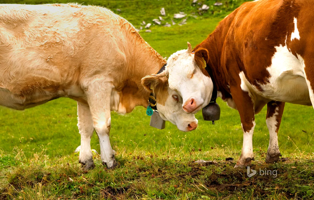 Фото обои трава, Швейцария, коровы, Альпы, колокольчик, Switzerland, Thurgau, Тургау