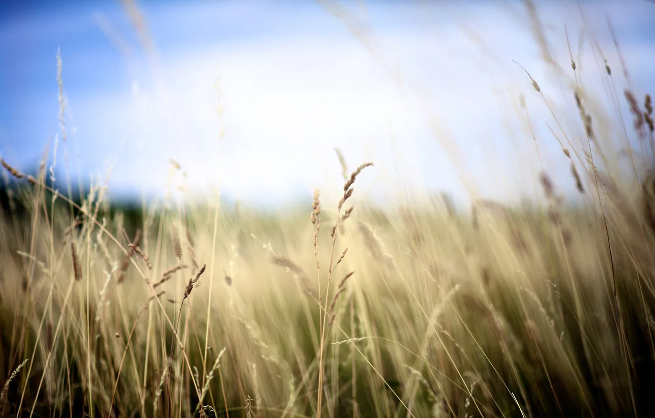 Фото обои поле, небо, размытость, эффект, травы, травинки