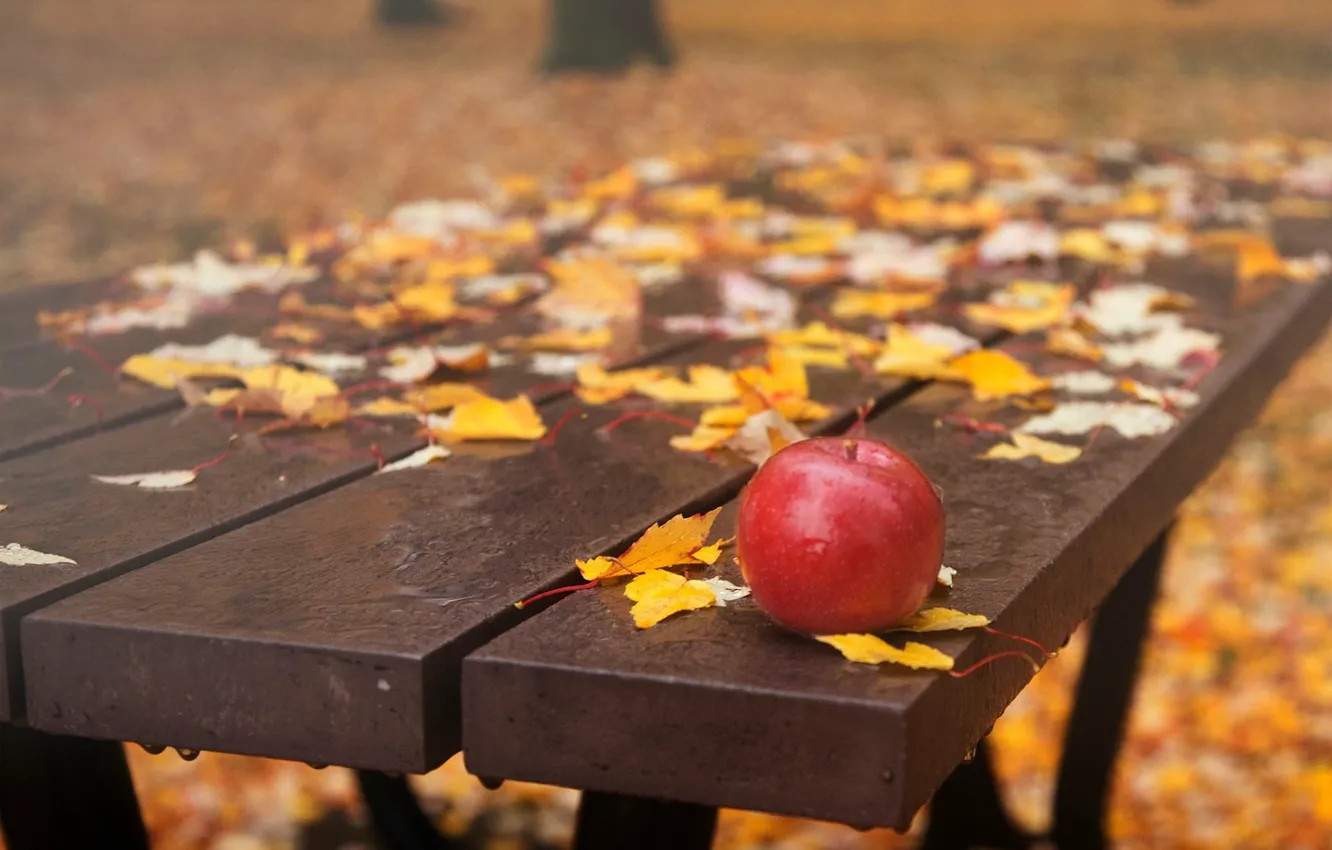 Фото обои капли, скамейка, яблоко, листопад