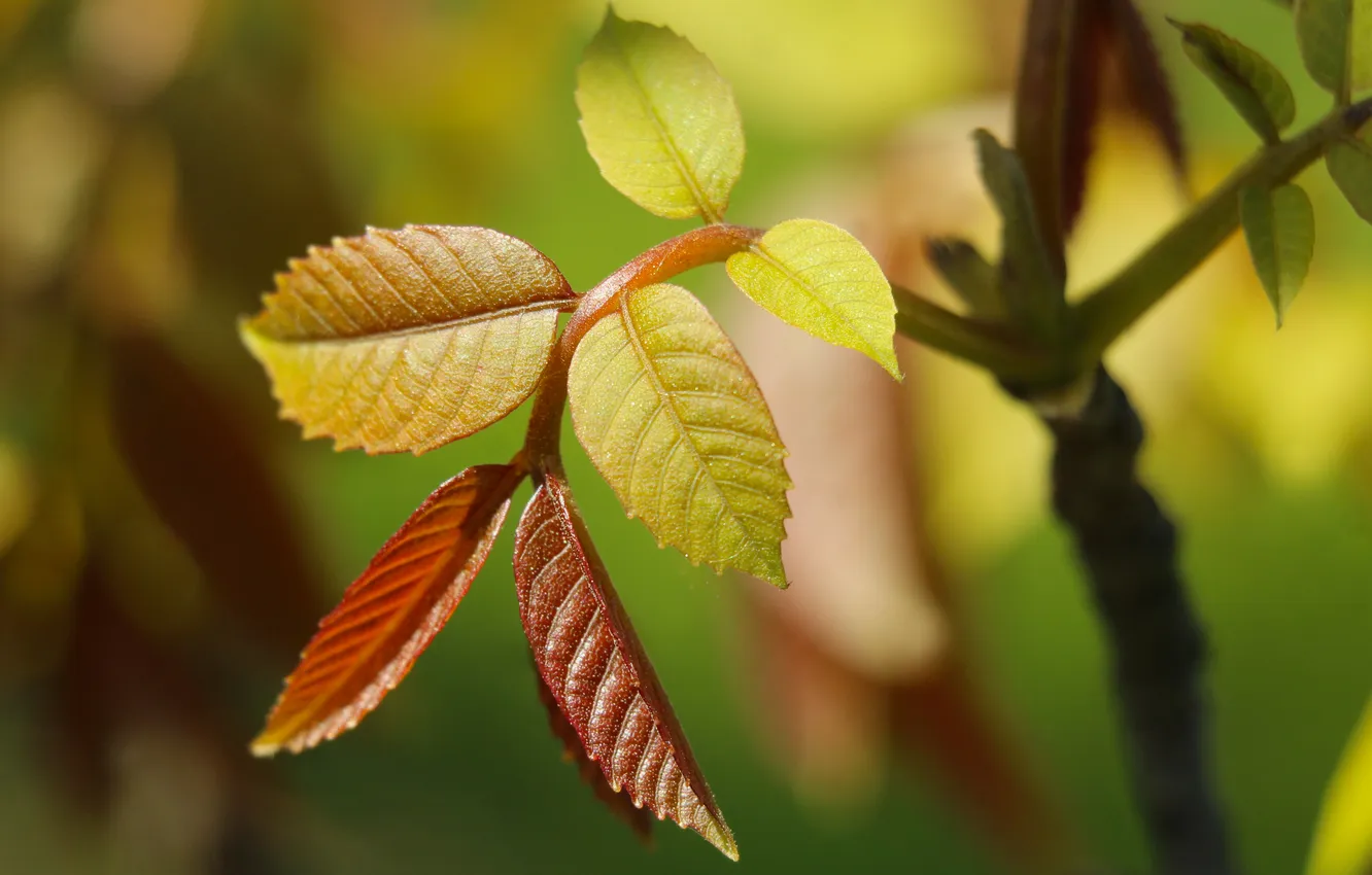 Фото обои leafs, spring, plant, twig