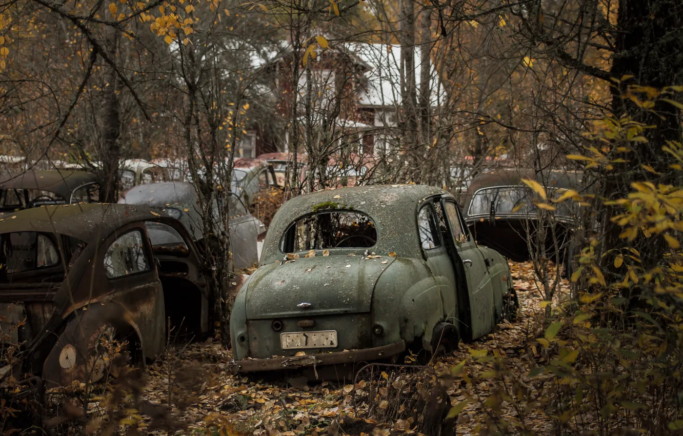 Фото обои лес, машины, лом