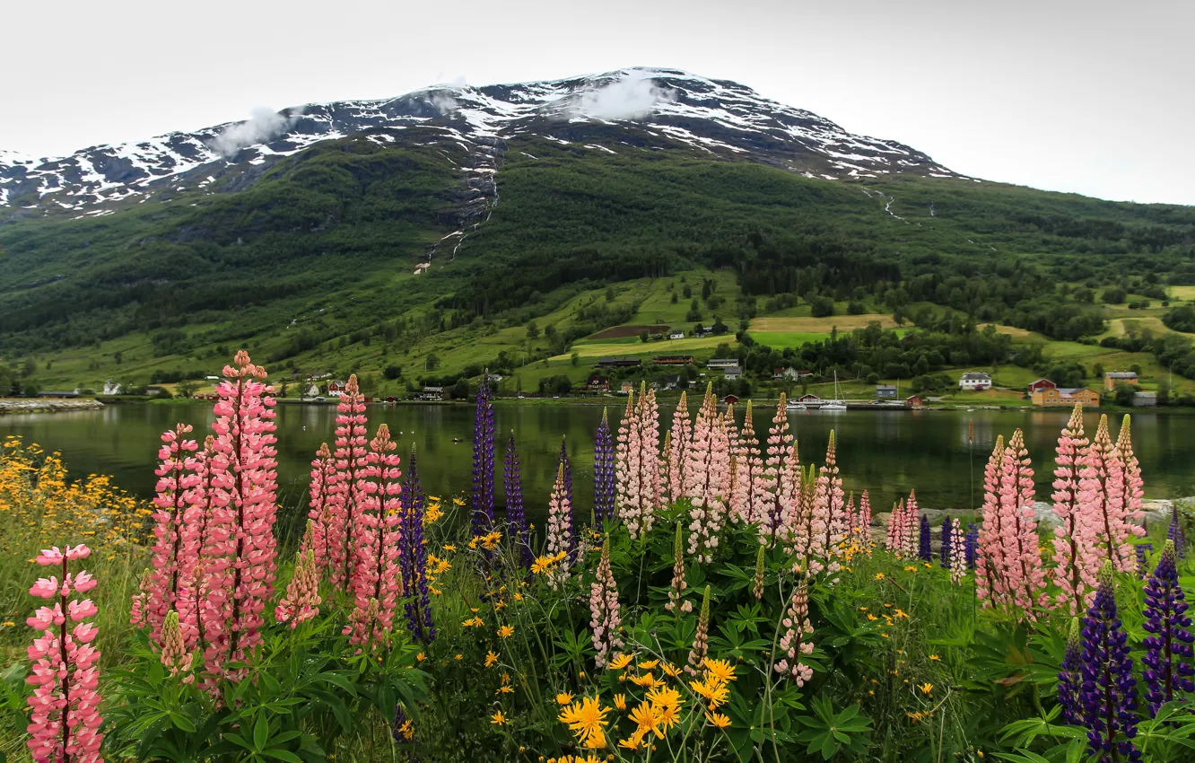 Фото обои цветы, горы, берег, Норвегия, залив, фьорд, люпин, Nordfjord Olden