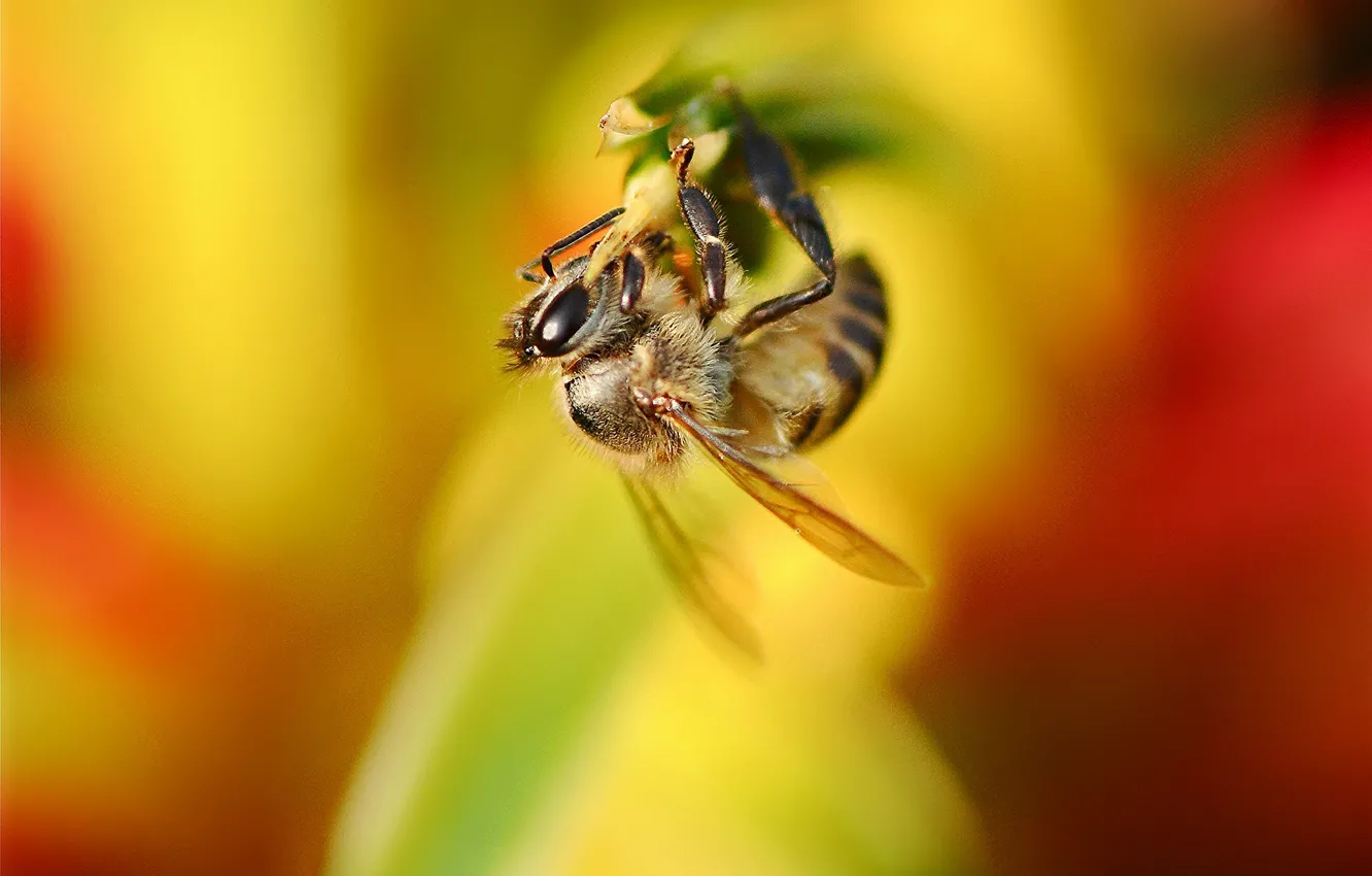 Фото обои цветок, пчела, фон, растение, насекомое