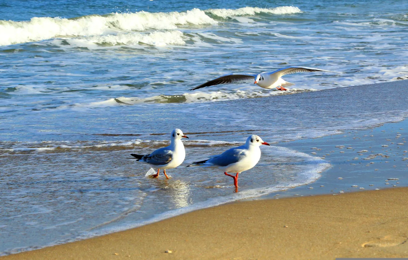 Фото обои beach, sea, seagull