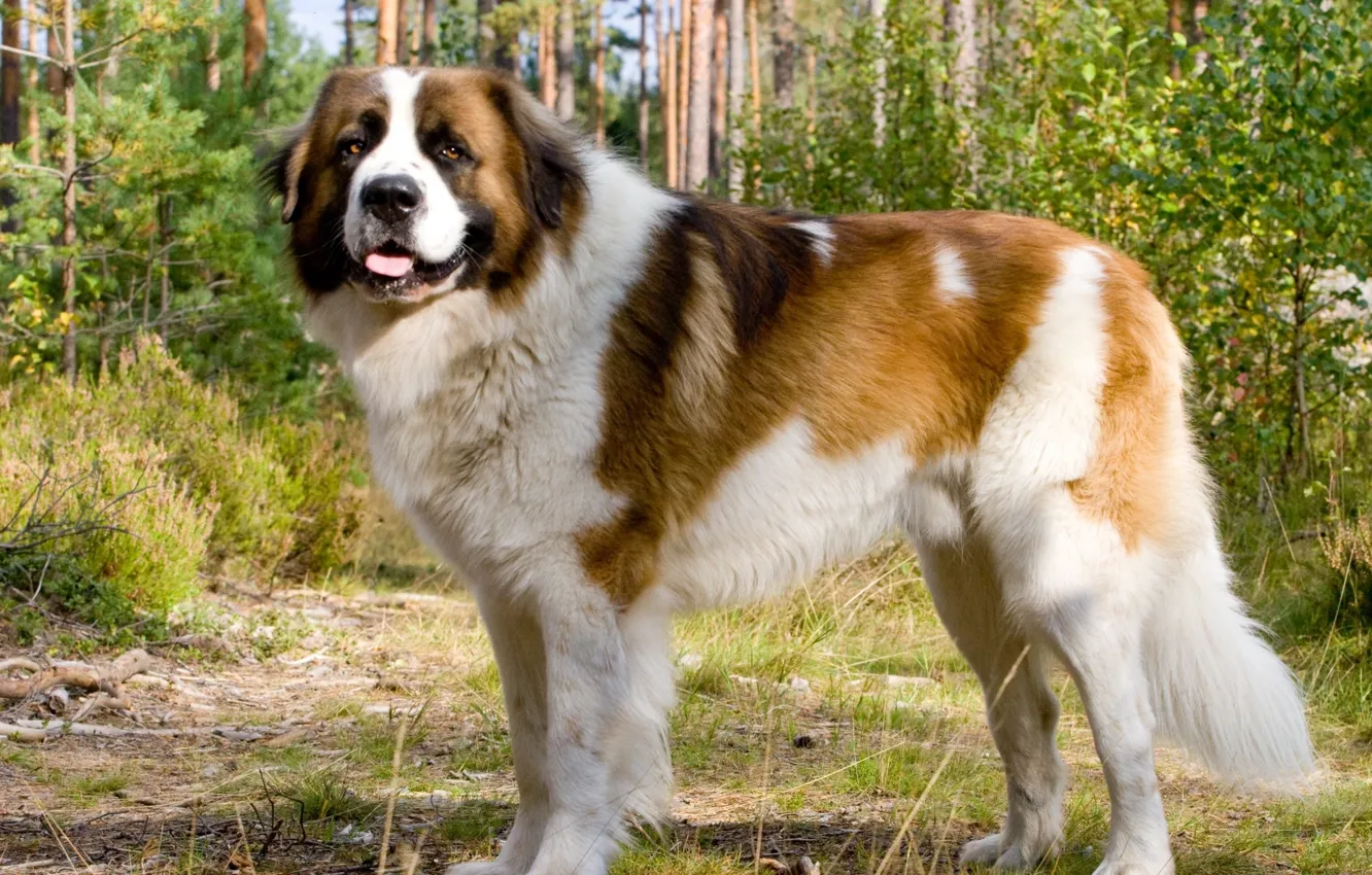 Фото обои Собака, лес., сторожевая, московская