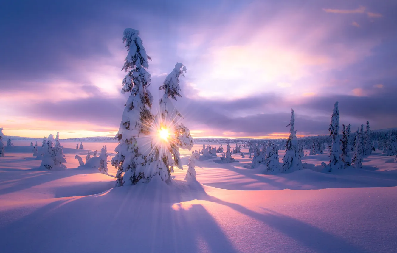 Фото обои зима, солнце, свет, снег, ёлки