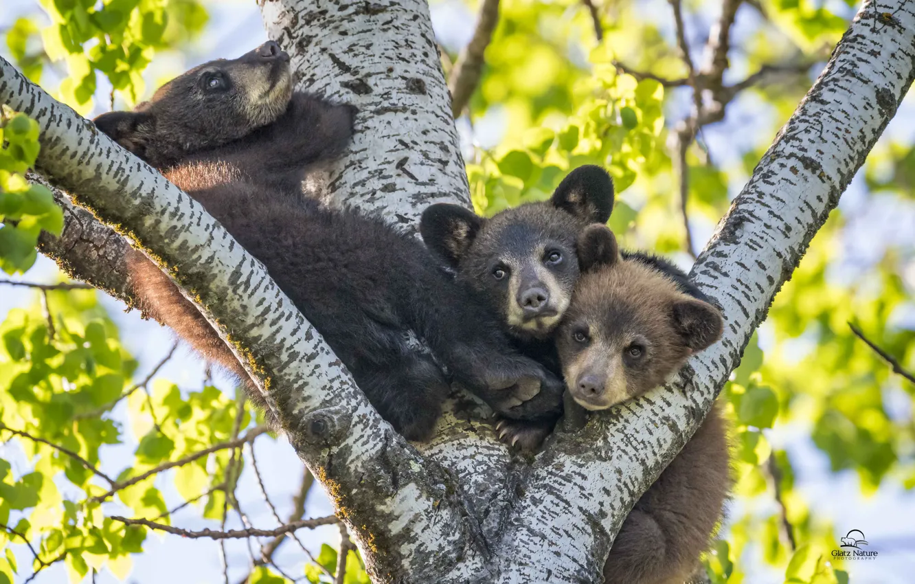 Фото обои дерево, малыши, медвежата, трио, Барибал