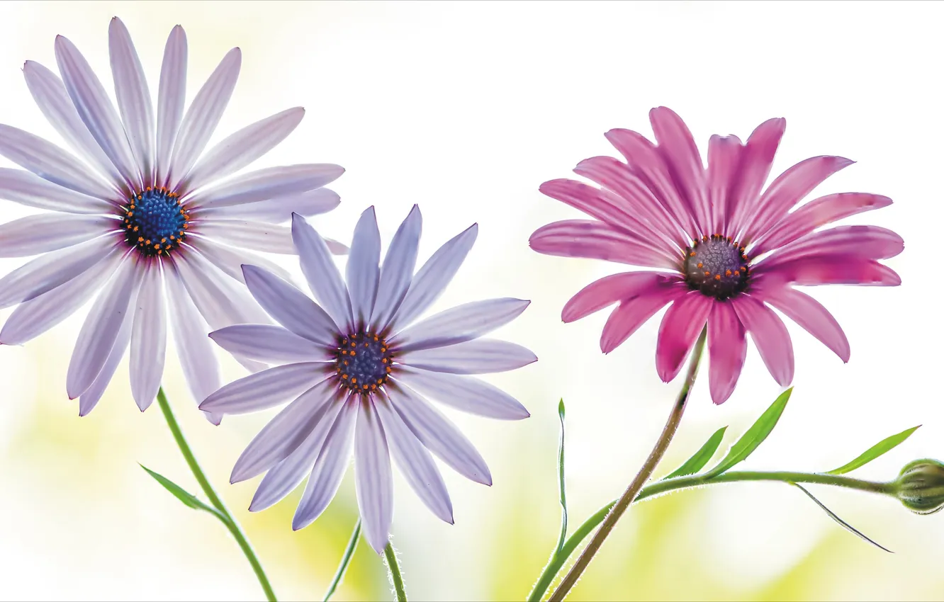 Фото обои цветы, four, flora, чётыре, fkower