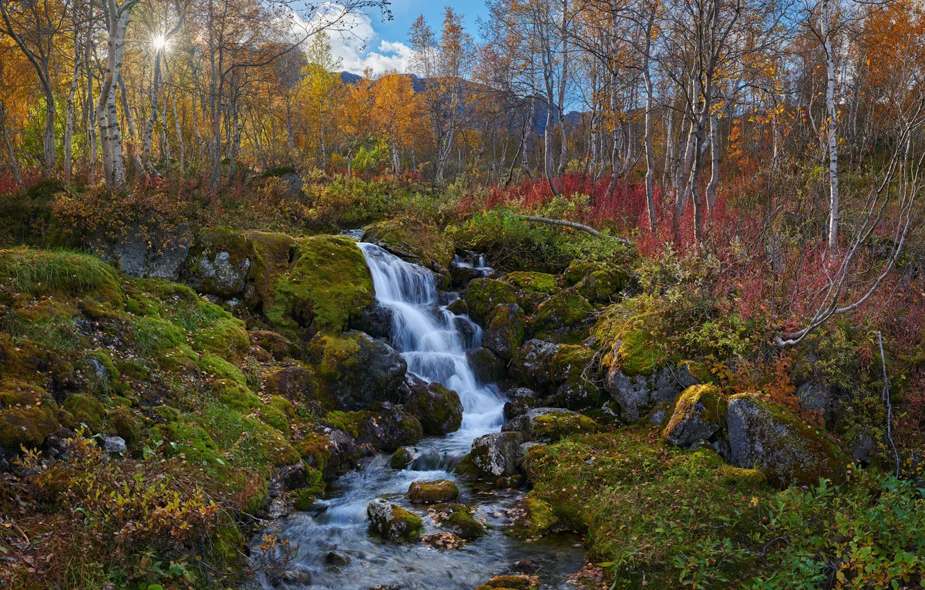 Фото обои осень, деревья, пейзаж, горы, природа, ручей, камни, мох