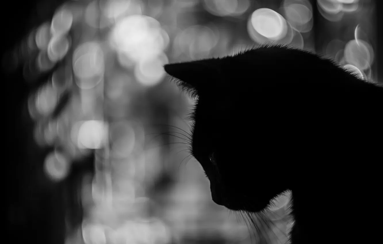 Фото обои кот, усы, фон, силуэт