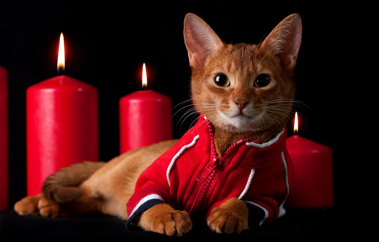 Фото обои кошка, взгляд, котенок, пламя, одежда, свечи, рыжий, лежит
