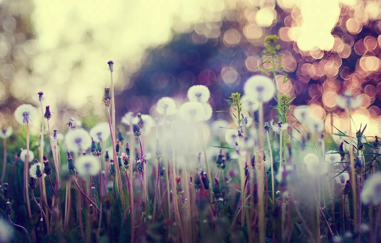 Фото обои трава, макро, цветы, блики, одуванчики