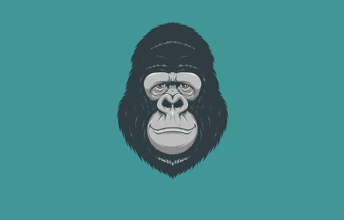 Фото обои минимализм, голова, обезьяна, горилла, monkey, gorilla