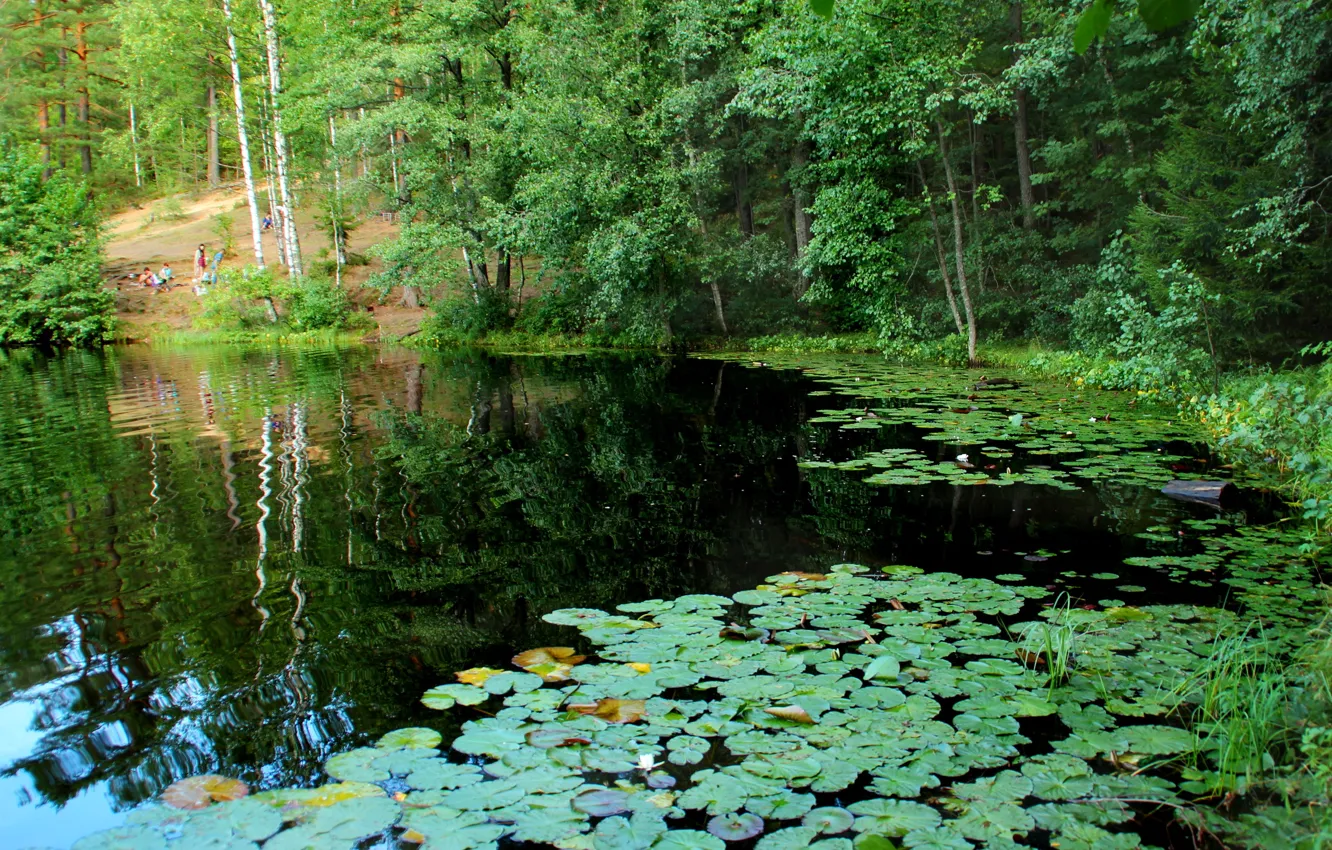 Фото обои природа, озеро, фото, Санкт-Петербург, Россия, кувшинки, Комарово, Дружинное
