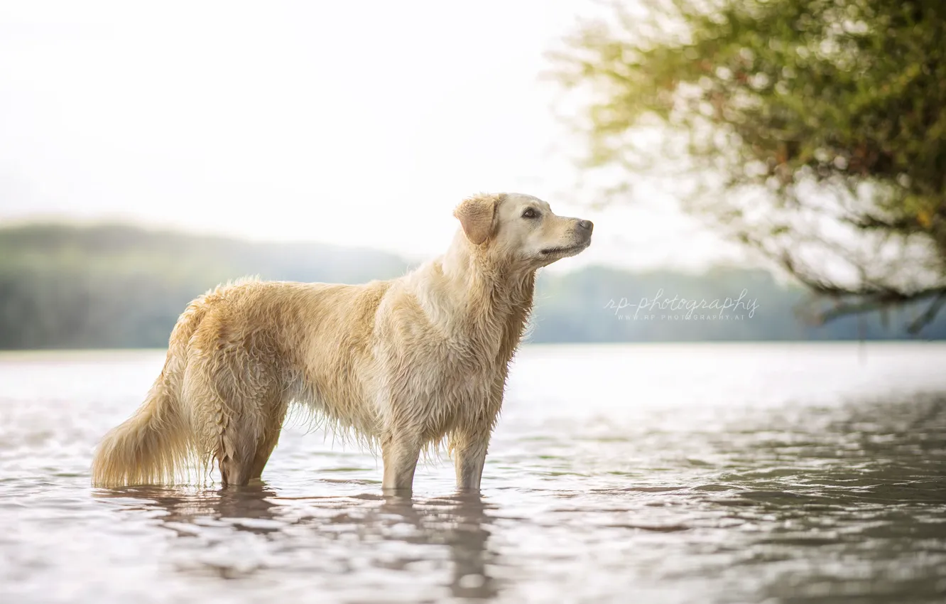 Фото обои природа, река, собака