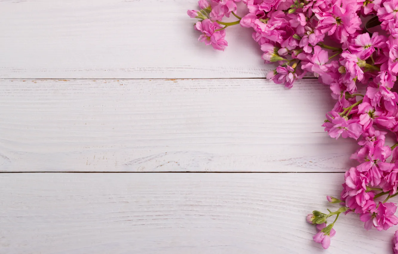 Фото обои цветы, розовые, wood, pink, flowers, spring