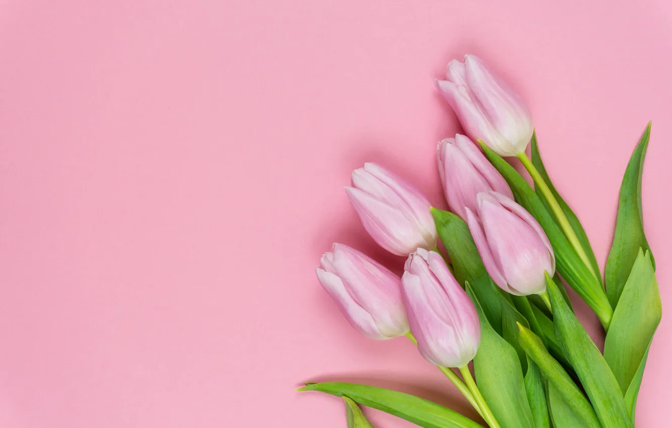 Фото обои цветы, букет, тюльпаны, розовые, pink, flowers, beautiful, tulips