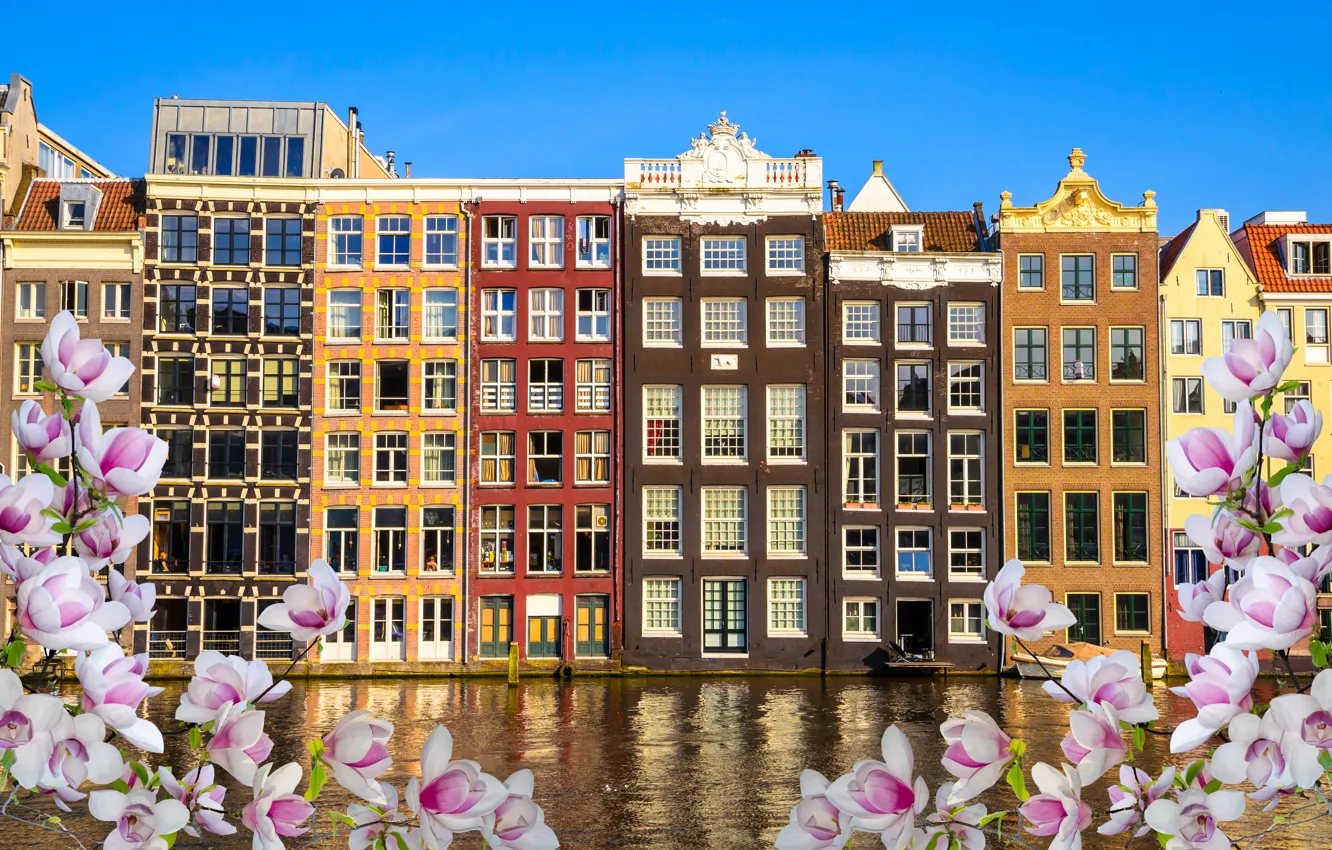 Фото обои река, весна, Амстердам, цветение, blossom, Amsterdam, flowers, old