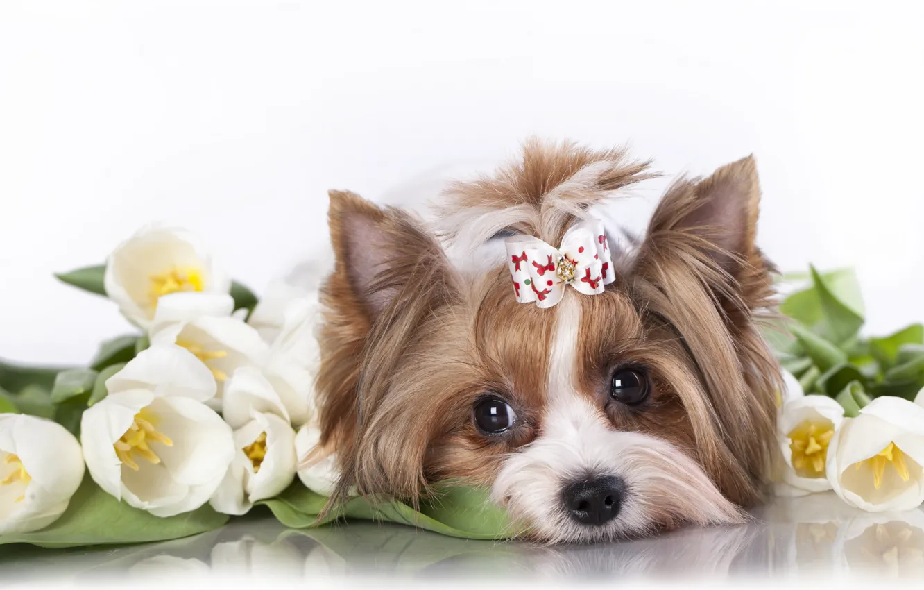 Фото обои цветы, мордочка, тюльпаны, собачка, бантик, йоркширский терьер