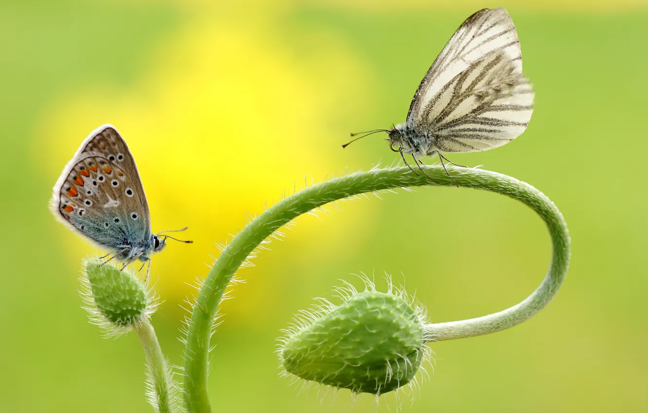 Фото обои макро, бабочки, цветы, насекомые, фон, бабочка, две, мак