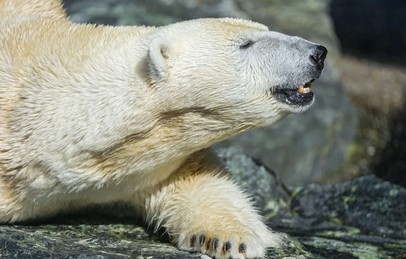 Фото обои камень, профиль, белый медведь, полярный, ©Tambako The Jaguar