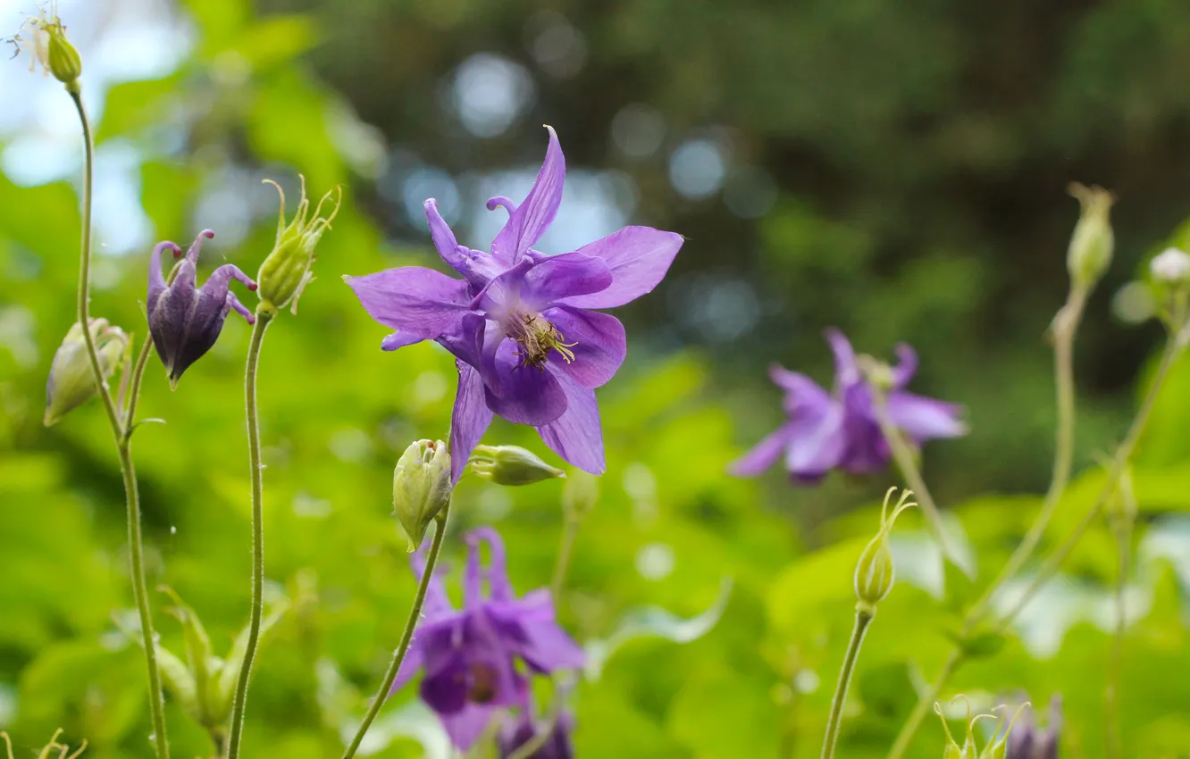 Фото обои garden, blooming, columbine