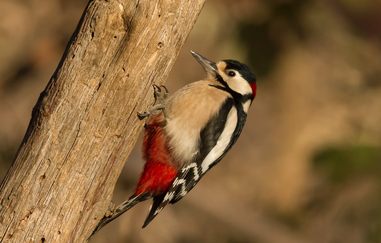 Фото обои птицы, дятел, woodpecker, пёстрый дятел