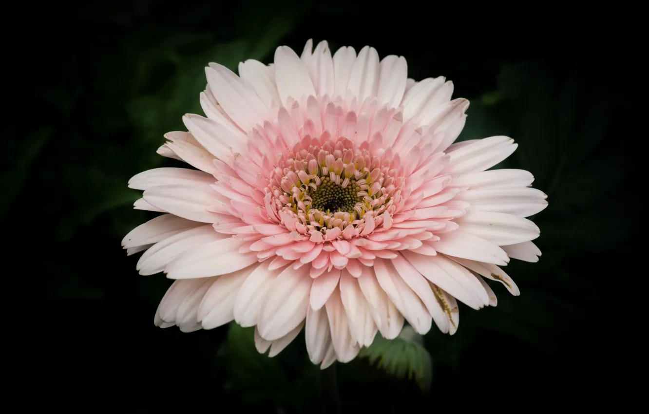 Фото обои white, flower, nature, pink, гербера