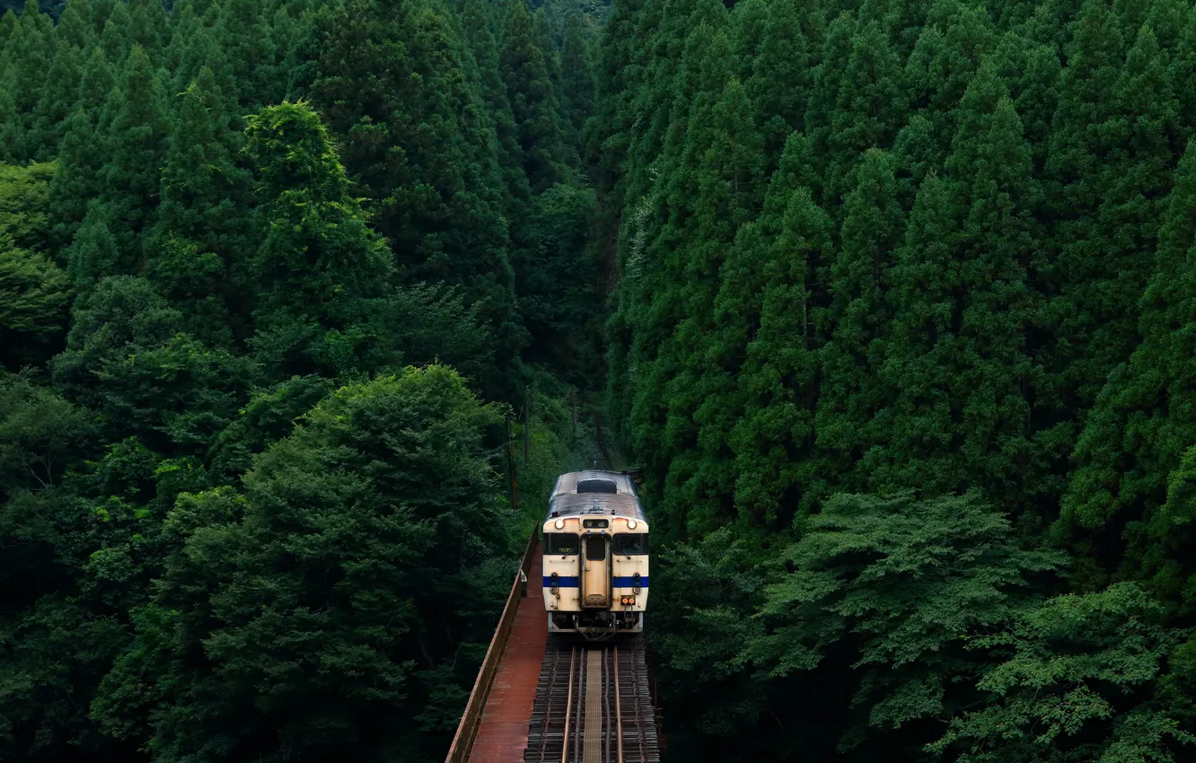 Фото обои green, Japan, forest, train, railway, abandoned