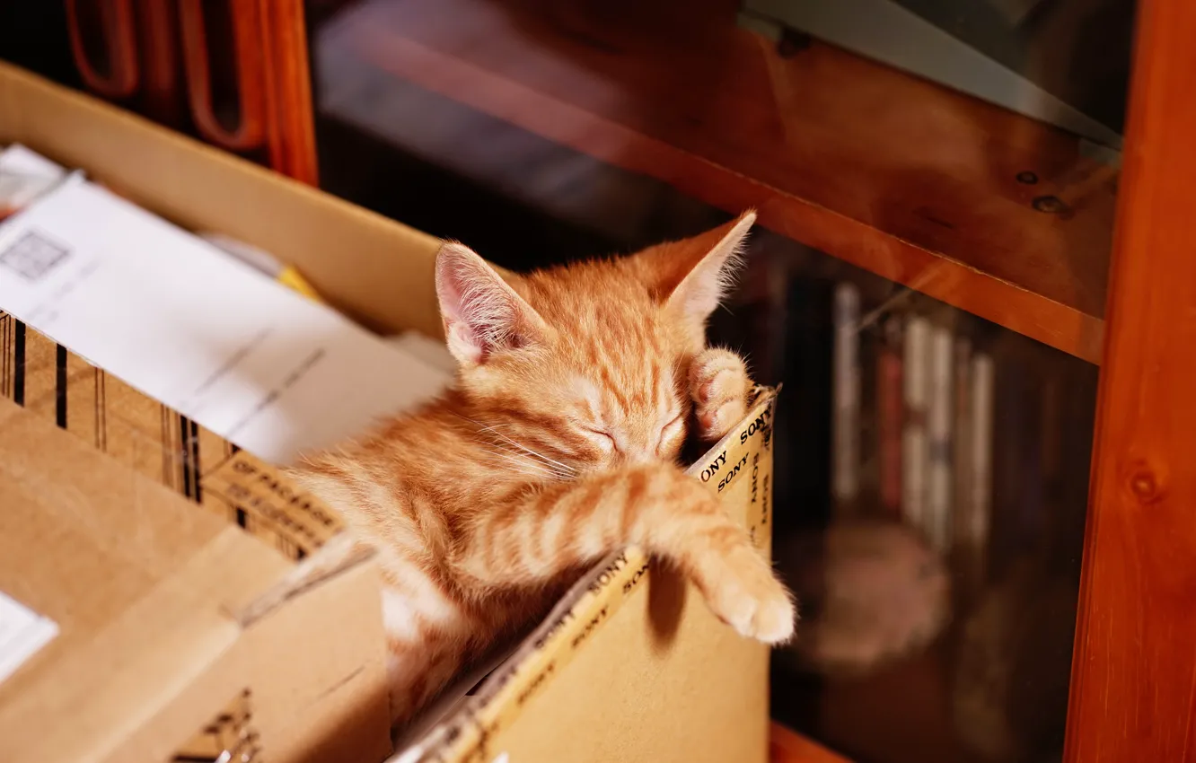 Фото обои кошка, поза, котенок, коробка, книги, сон, лапки, малыш