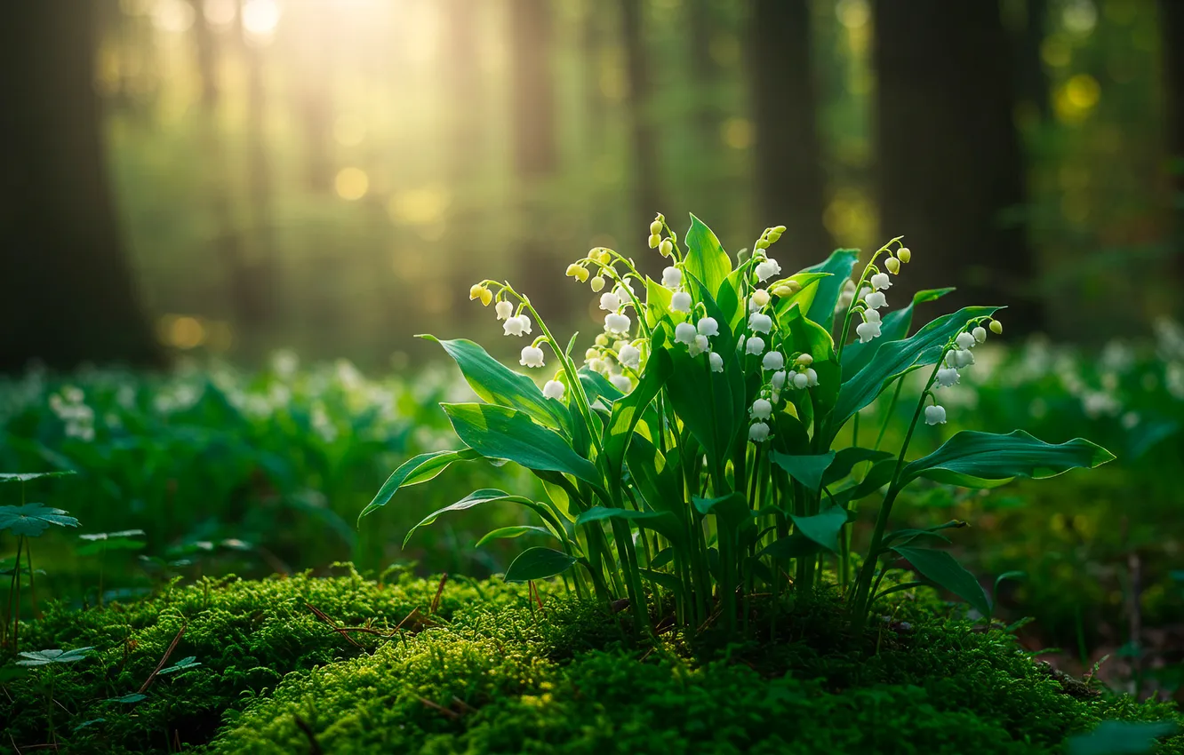 Фото обои лес, цветы, мох, forest, ландыши, flowers, солнечные лучи, боке
