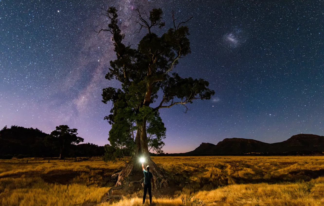 Фото обои звезды, свет, природа, дерево, человек, млечный путь