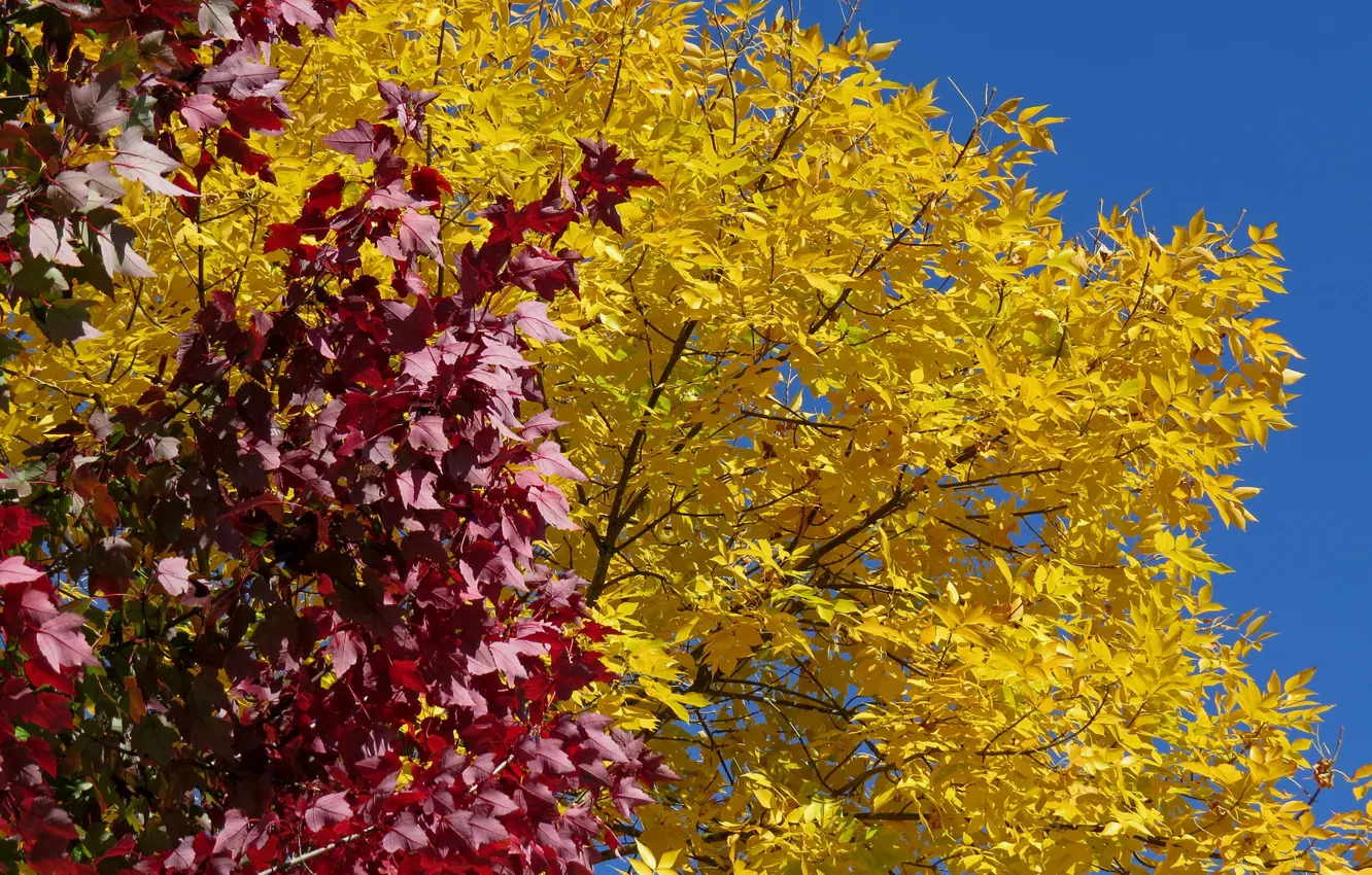 Фото обои осень, небо, листья, деревья, цвет