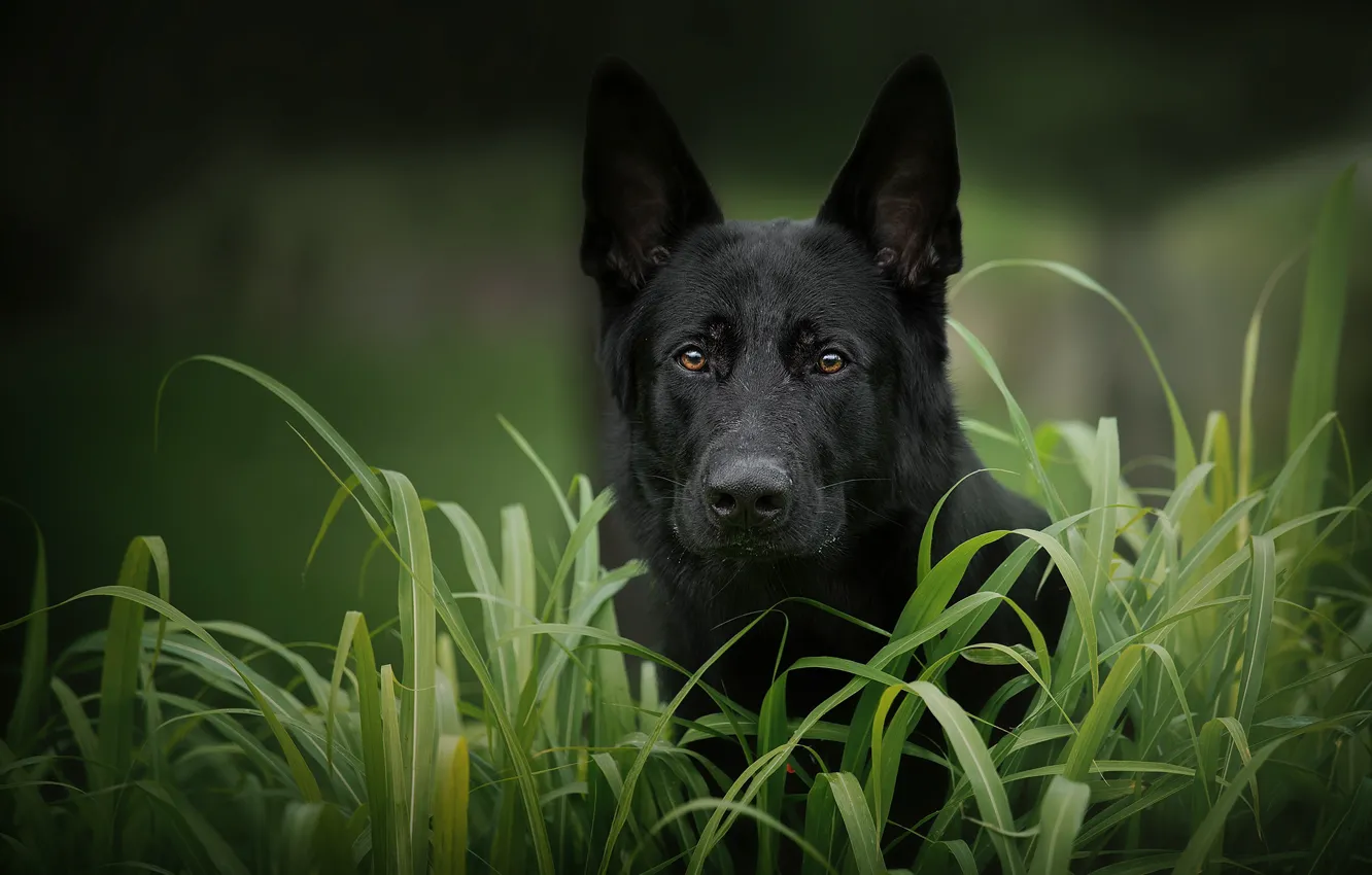 Фото обои трава, взгляд, морда, собака, Немецкая овчарка