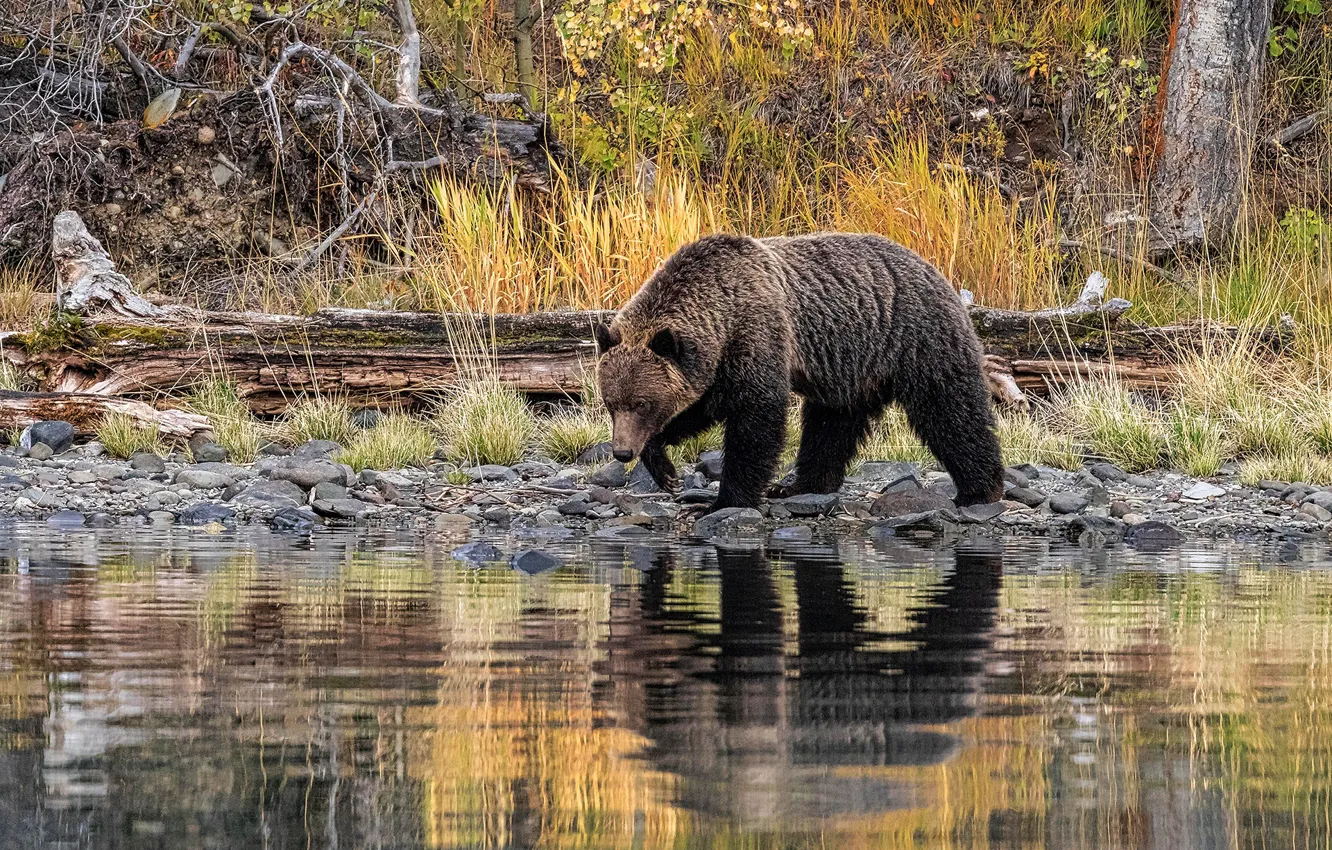 Фото обои осень, трава, отражение, камни, берег, медведь, мишка, прогулка