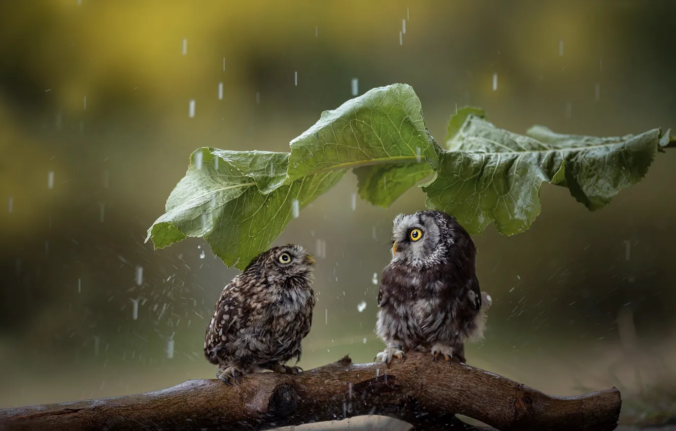 Фото обои птицы, лист, зонтик, дождь, коряга, совы, парочка