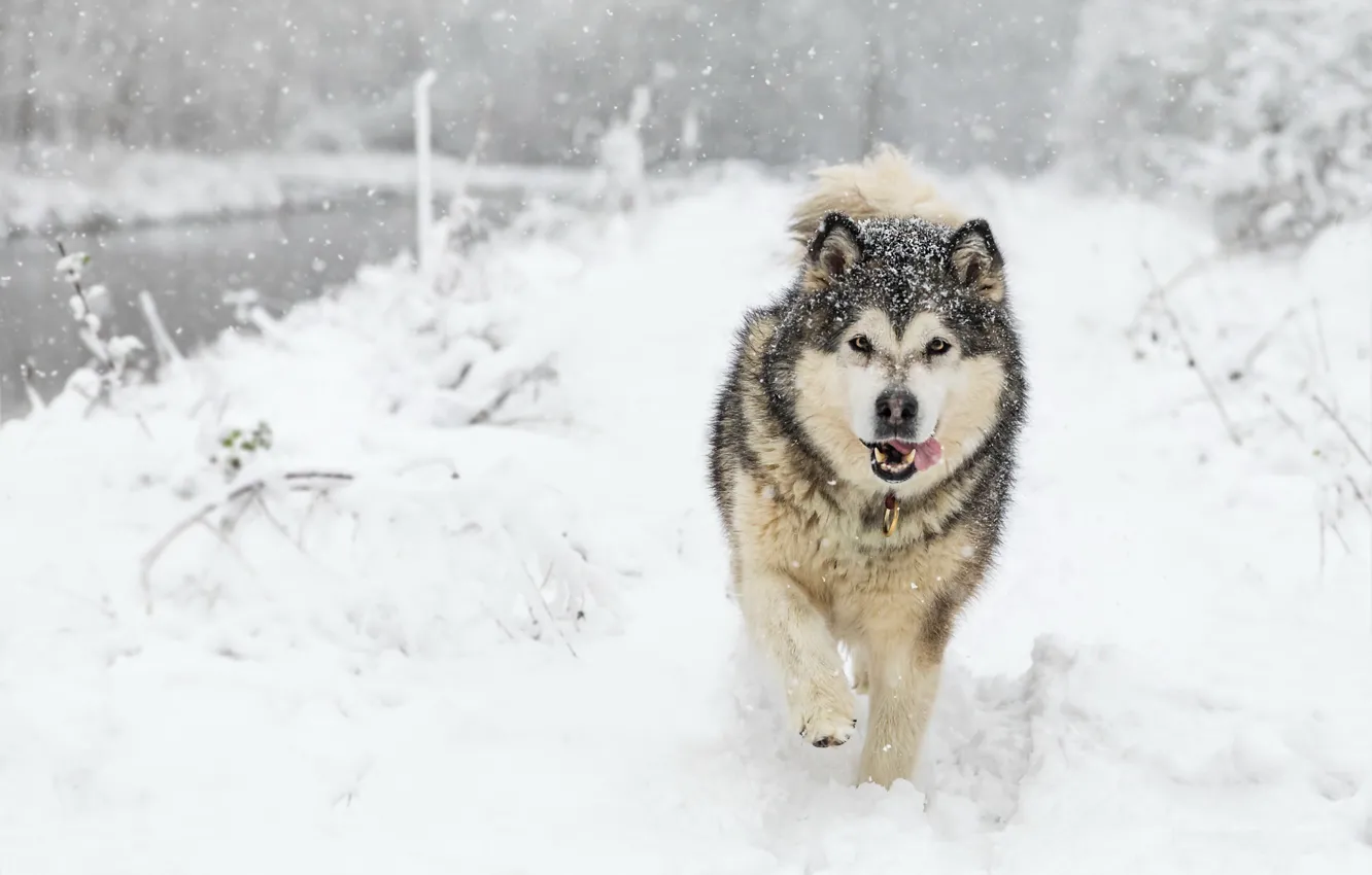 Фото обои снег, друг, собака