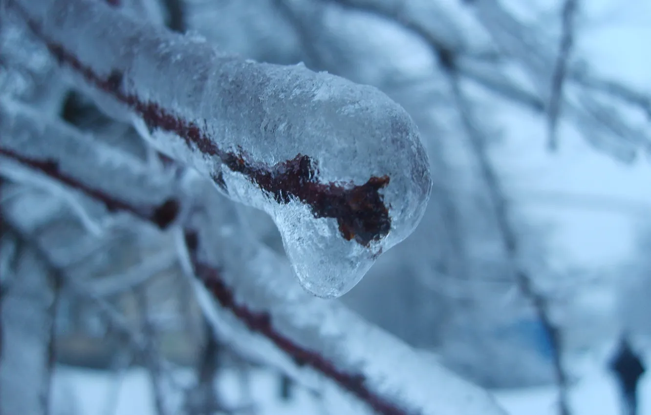 Фото обои ice, winter, bush
