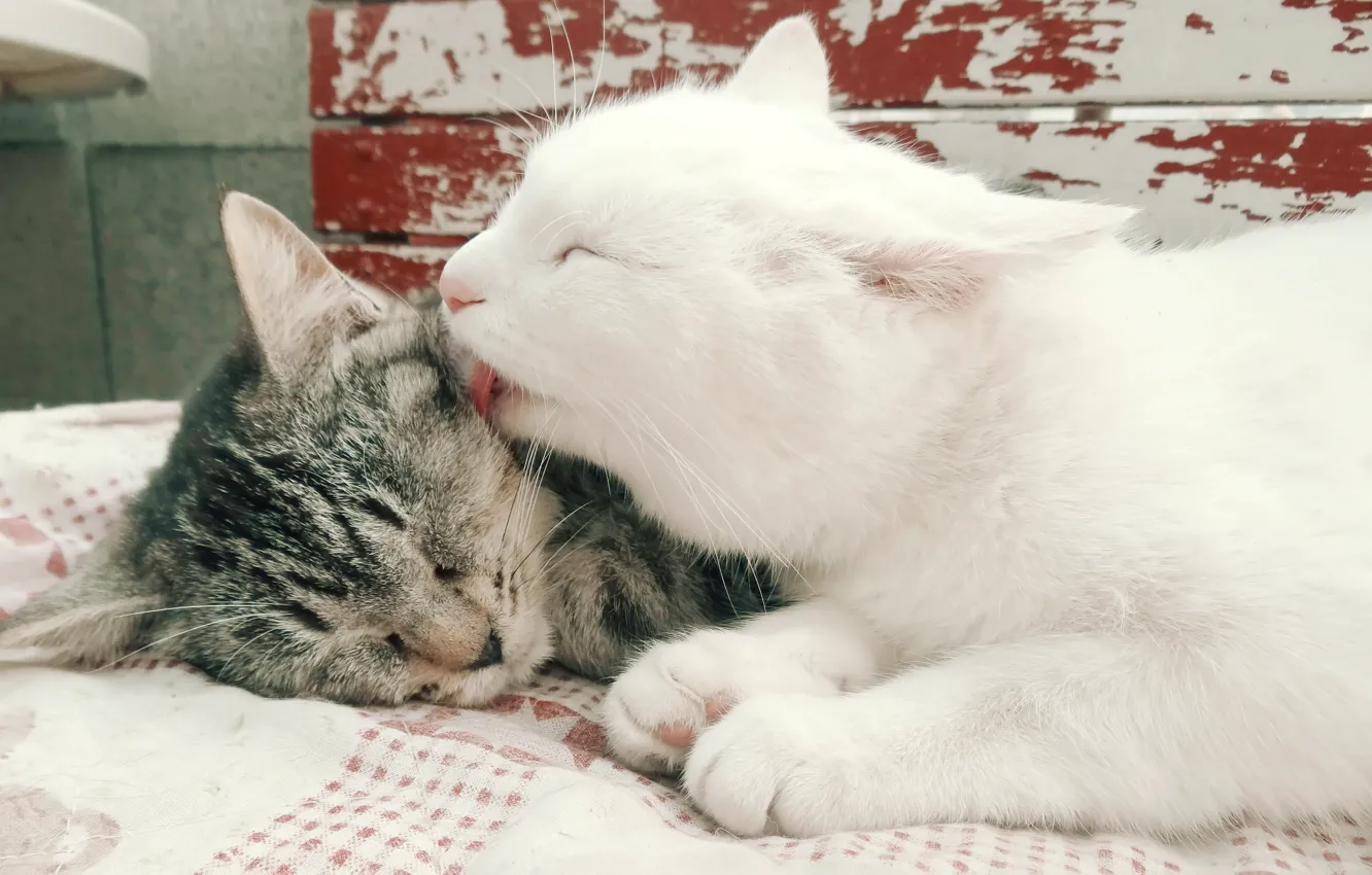 Фото обои белый, двое, полосатый, котики, мимими