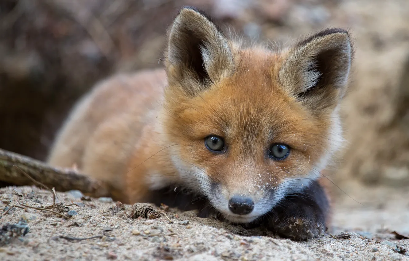 Фото обои взгляд, лиса, лисёнок
