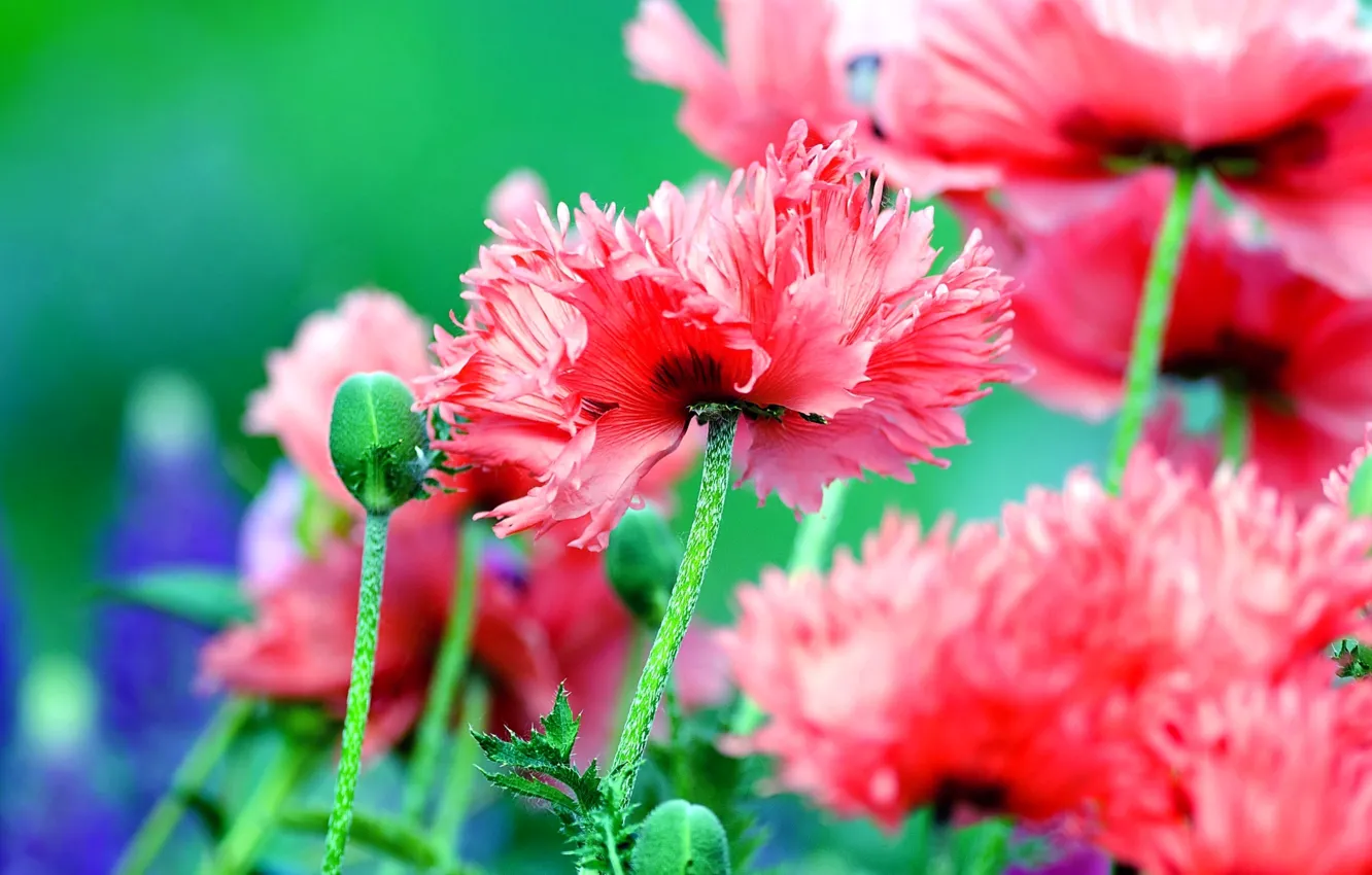 Фото обои поле, природа, лепестки, луг