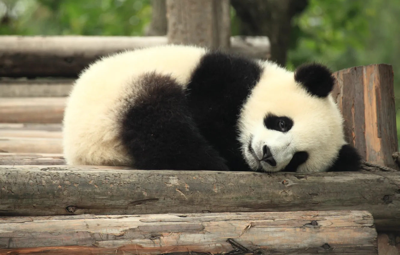 Фото обои отдых, бревна, панда