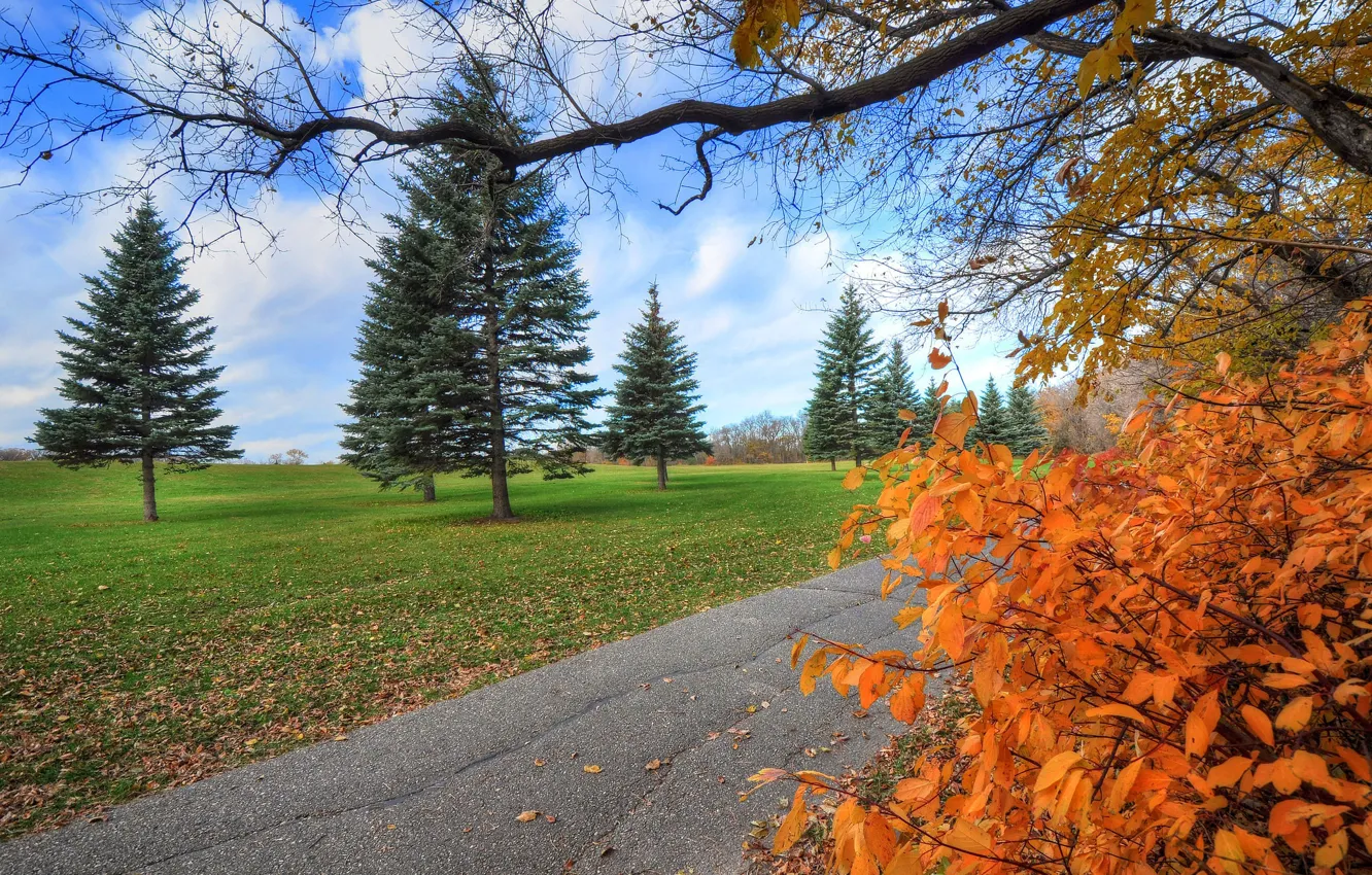 Фото обои осень, листья, деревья, парк, дорожка