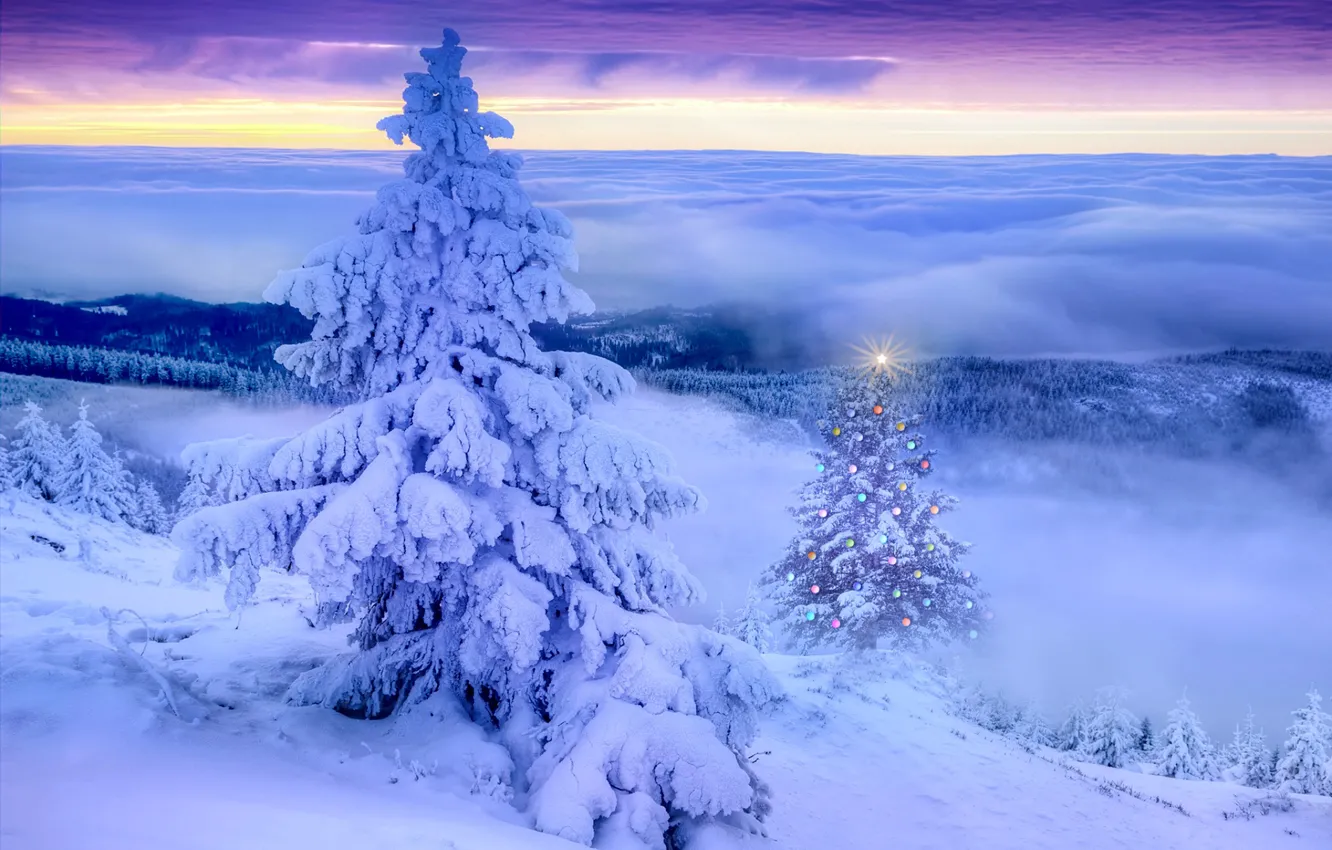 Фото обои зима, пейзаж, елка, вечер