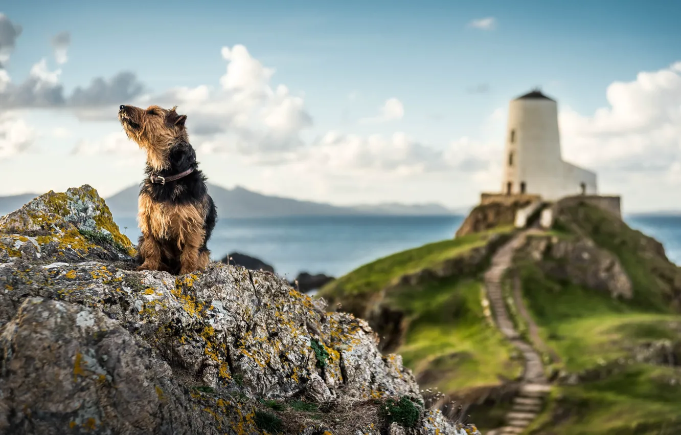 Фото обои побережье, маяк, пёсик, Уэльс, Англси
